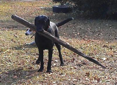 post-2198-0-55107200-1426167580_thumb.jp