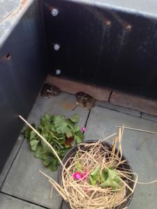 post-12379-0-08131900-1397883243_thumb.j