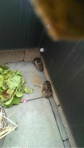 post-12379-0-74138200-1397966140_thumb.j