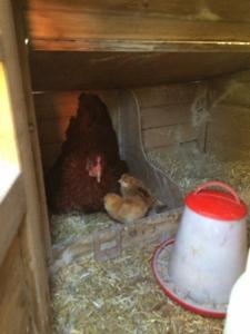 post-2264-0-10696300-1398240310_thumb.jp