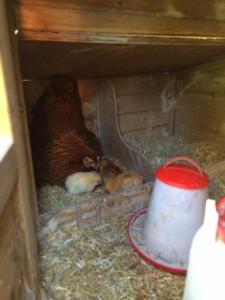 post-2264-0-15485700-1398240323_thumb.jp