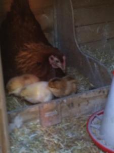 post-2264-0-33377500-1398240333_thumb.jp