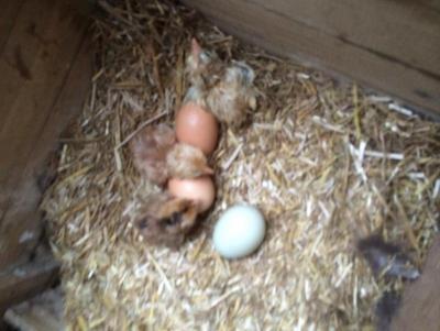 post-2264-0-64091600-1398154544_thumb.jp