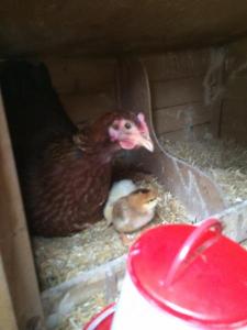 post-2264-0-84730300-1398240297_thumb.jp