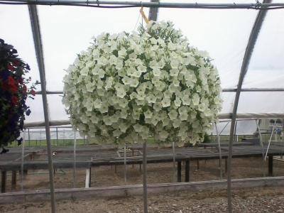 post-12379-0-18772300-1402974338_thumb.j