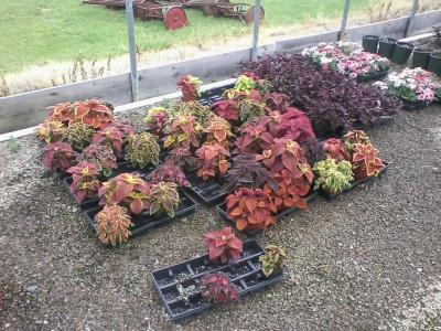 post-12379-0-55015400-1402974488_thumb.j