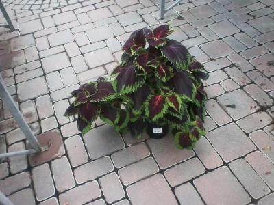 post-12379-0-55172400-1402974459_thumb.j