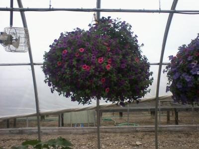 post-12379-0-64327600-1402974315_thumb.j