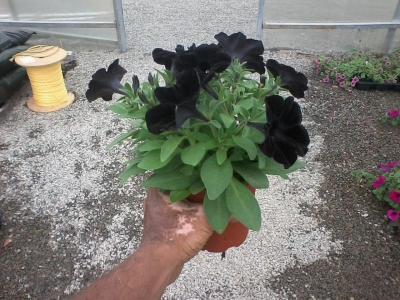 post-12379-0-69270500-1402974601_thumb.j