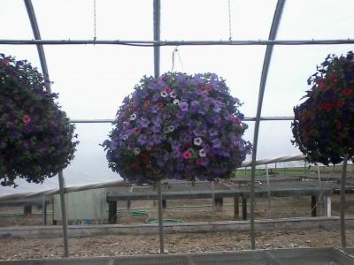 post-12379-0-79286000-1402974327_thumb.j