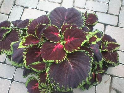 post-12379-0-85807900-1402974470_thumb.j