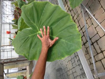 post-12379-0-77800900-1405186490_thumb.j