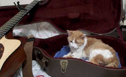 cat-in-case.jpg.3232c34d601daef6750a1524