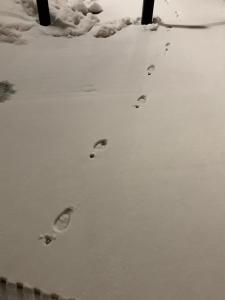 SnowprintsWide.jpg